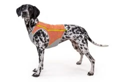 Gilet Rafraichissant Pour Chien Ruffwear Swamp Cooler 15 Gilet Rafraichissant Pour Chien Ruffwear Swamp Cooler -Produits Chien Chat Magasin 05451 swamp cooler zip salmon pink vilas small.143648425d5f