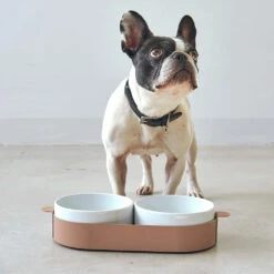 Bols Doubles Pour Chat Tavoletta -Produits Chien Chat Magasin 157657011 3749448261804525 2731050028069019296 o