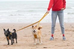 Laisse Fireworks -Produits Chien Chat Magasin 190517 Hiro Wolf Dumpton Gap May 19 15533 624x416 038cb6f0 577a 4b0c 82eb b217eba77cee