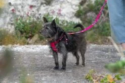 Harnais Pour Chien Inca Pink -Produits Chien Chat Magasin 190517 Hiro Wolf Dumpton Gap May 19 0722 444x297 1813d4fa 0686 4780 be99 efa96bd6cd52