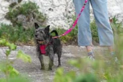 Harnais Pour Chien Inca Pink -Produits Chien Chat Magasin 190517 Hiro Wolf Dumpton Gap May 19 0733 444x297 2e6276f9 e82e 423a a00e 200e15cc679a