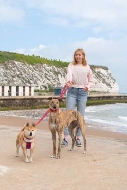 Laisse Shuka Red Tartan -Produits Chien Chat Magasin 190517 Hiro Wolf Dumpton Gap May 19 1304 1024x1024 ee0c429b 229a 41e6 a151 4243b4c4bc3f