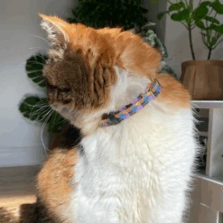 Collier Pour Chat Starry Night Vegan -Produits Chien Chat Magasin 1 450x450 500553ee 334d 4796 ad24 533ef3b6f4b4