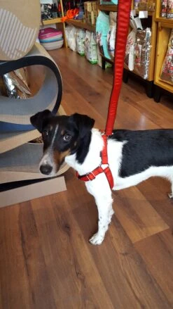 Harnais Parachute Solid Rouge -Produits Chien Chat Magasin 20180223 140135