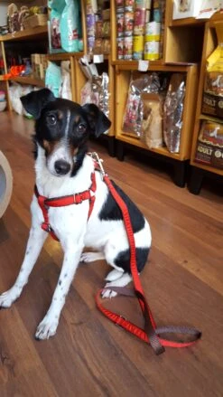 Harnais Parachute Solid Rouge -Produits Chien Chat Magasin 20180223 140202