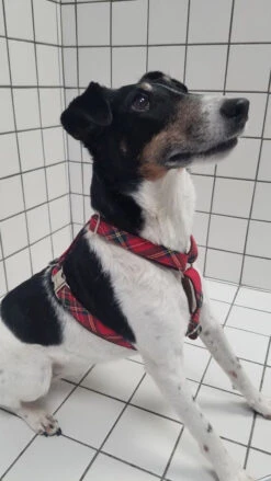 Produits Chien Chat Magasin -Produits Chien Chat Magasin 20230309 105050