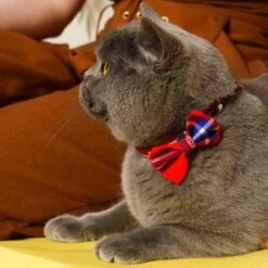 Noeud Papillon Pour Chat écossais -Produits Chien Chat Magasin 210414H WApril211397WEB 444x444 6b1a2026 dce0 46bf 9c5b 236bd8d8daf5