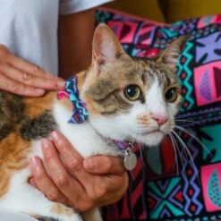 Noeud Papillon Pour Chat Mud Cloth -Produits Chien Chat Magasin 210913H WSeptember2680 450x450 c900ed2b d738 45ee 91f5 c119ab031889