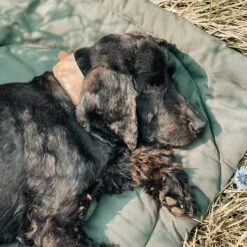 Matelas De Voyage Pour Chien Enroulable Compass Band & Roll 31 Matelas De Voyage Pour Chien Enroulable Compass Band & Roll -Produits Chien Chat Magasin 218229317 2902613189951370 179570711880325291 n