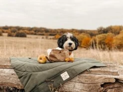 Bol De Voyage Pour Chien Pliable Melo Band & Roll -Produits Chien Chat Magasin 260361788 2999272576952097 6169627930454149669 n