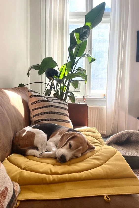 Matelas De Voyage Pour Chien Enroulable Compass Band & Roll 11 Matelas De Voyage Pour Chien Enroulable Compass Band & Roll – Image 9