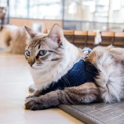 Harnais Knox Q Catspia -Produits Chien Chat Magasin 91NQd 2Bt6QHL. SL1500