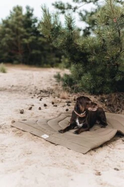 Matelas De Voyage Pour Chien Enroulable Compass Band & Roll 30 Matelas De Voyage Pour Chien Enroulable Compass Band & Roll -Produits Chien Chat Magasin Adogontheblanketinthewoods 720x 9d7546b6 7267 449e 8a06 580bb2043e16