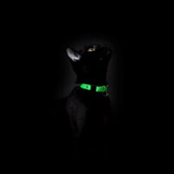 Collier Pour Chat Réfléchissant Lumino Lux 13 Collier Pour Chat Réfléchissant Lumino Lux -Produits Chien Chat Magasin BlackCats CheshireAndWain RachelOates 7 1800x1800 60d2b520 0740 464a b28b 79ab00a85ce0