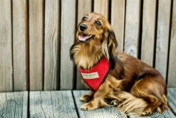 Harnais Candy Avec Laisse -Produits Chien Chat Magasin BowlAndBone Republic harness for dog CANDY set red LS1S