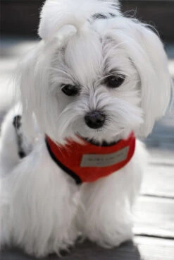 Harnais Candy Avec Laisse -Produits Chien Chat Magasin BowlAndBone Republic harness for dog CANDY set red LS2S