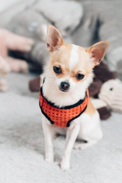 Harnais Soho Avec Laisse 17 Harnais Soho Avec Laisse -Produits Chien Chat Magasin BowlAndBone Republic harness for dog SOHO orange LS1S