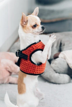 Harnais Soho Avec Laisse 18 Harnais Soho Avec Laisse -Produits Chien Chat Magasin BowlAndBone Republic harness for dog SOHO orange LS2S