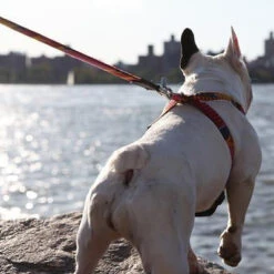 Laisse Dakar -Produits Chien Chat Magasin CA2 399x399 f8b9f360 9054 4c75 a282 631b8c013bc2