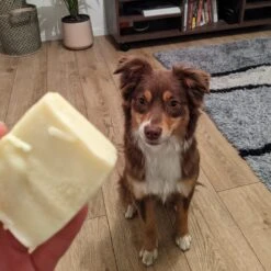 Shampoing Solide Pour Chien Bio 9 Shampoing Solide Pour Chien Bio -Produits Chien Chat Magasin CITRONX1AMBIANCE1 1024x1024 2x 0436bb43 5b09 47ab a915 b2c285461b38