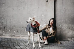 Manteau Pour Lévriers 16 Manteau Pour Lévriers -Produits Chien Chat Magasin ChaquetasBrott 60 800x533