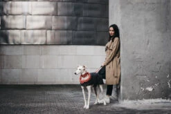 Manteau Pour Lévriers 17 Manteau Pour Lévriers -Produits Chien Chat Magasin ChaquetasBrott 64 800x533