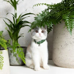 Produits Chien Chat Magasin -Produits Chien Chat Magasin Cheshire 26Wain Luxury Leather Cat Collar Green Fern RachelOates