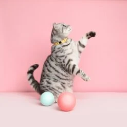 Collier Pour Chat Ice Cream (4 Couleurs) -Produits Chien Chat Magasin Cheshire 26Wain RachelOates 21