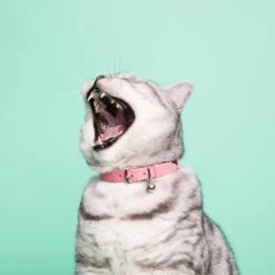 Collier Pour Chat Ice Cream (4 Couleurs) -Produits Chien Chat Magasin Cheshire 26Wain RachelOates 68