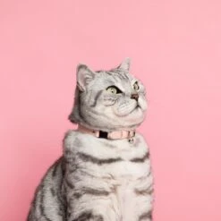 Collier Pour Chat Ice Cream (4 Couleurs) -Produits Chien Chat Magasin Cheshire and Wain Candyfloss Collar Rachel Oates