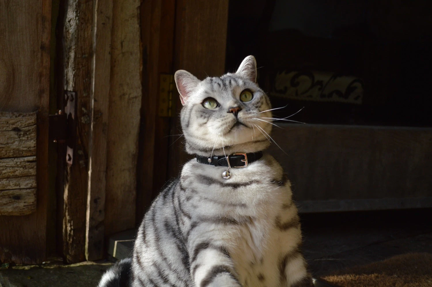 Collier En Cuir Pour Chat Jabberwocky 4 Collier En Cuir Pour Chat Jabberwocky – Image 2