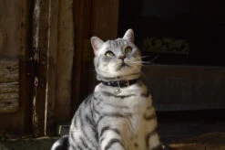 Collier En Cuir Pour Chat Jabberwocky 7 Collier En Cuir Pour Chat Jabberwocky -Produits Chien Chat Magasin DSC 2262 79f2d9ef cc5f 4da6 add9 0a057c40f159