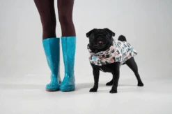 Manteau Pour Petit Chien -Produits Chien Chat Magasin GetAttachmentThumbnail d554b13a bc53 4bb6 8dcf 4eaef44db8c7