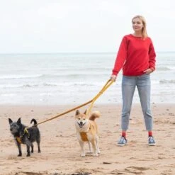 Laisse Fireworks -Produits Chien Chat Magasin HandsFree 621x621 b90ee5a6 a5aa 4cf6 b305 2006c1014ed0