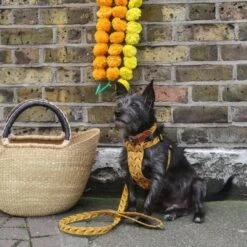 Harnais Pour Chien Fireworks -Produits Chien Chat Magasin IMG 0602 2048x 95643f5b d245 47da 8b45 3ad60ab97e58