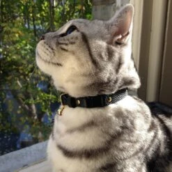 Collier Pour Chat En Cuir Beluga Caviar -Produits Chien Chat Magasin IMG 4388