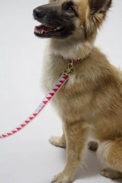 Collier Pour Chien Nice Grill Rouge -Produits Chien Chat Magasin IMG 5056 e7406350 b970 4a3a 9169 e5f23dfa8b8b