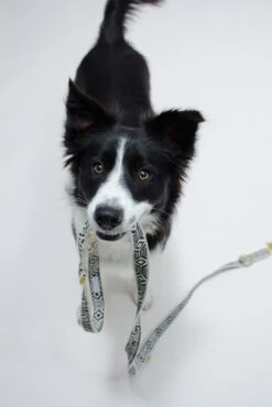 Collier Pour Chien Out Of My Box (2 Couleurs) 10 Collier Pour Chien Out Of My Box (2 Couleurs) -Produits Chien Chat Magasin IMG 5190