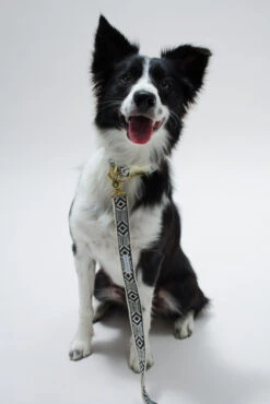 Collier Pour Chien Out Of My Box (2 Couleurs) 11 Collier Pour Chien Out Of My Box (2 Couleurs) -Produits Chien Chat Magasin IMG 5267