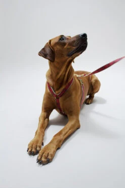 Laisse Out Of My Box (2 Couleurs) -Produits Chien Chat Magasin IMG 5528 473b733a 063b 4b6b 9cf3 4e0bbf360f05