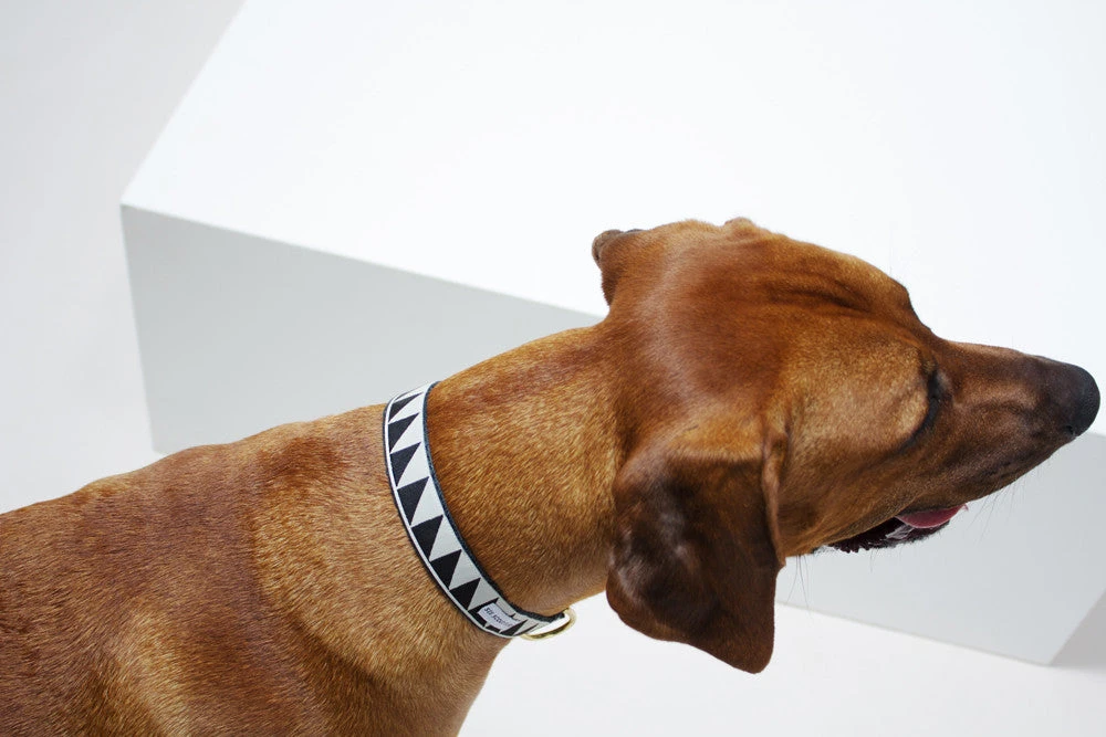 Collier Pour Chien Nice Grill Noir 4 Collier Pour Chien Nice Grill Noir – Image 2