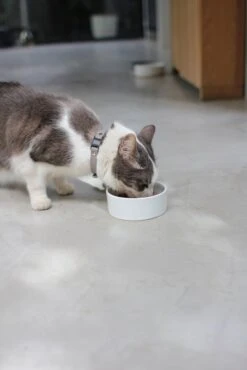 Bol En Céramique Pour Chien Et Chat 9 Bol En Céramique Pour Chien Et Chat -Produits Chien Chat Magasin IMG 7771 1024x1024 581e0c79 c199 4491 8d14 24529ed01c41