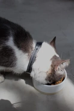 Collier En Cuir Pour Chat 8 Collier En Cuir Pour Chat -Produits Chien Chat Magasin IMG 7834 640x 1f7a0388 0b90 48bf b2a4 394c94a8578b