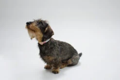 Collier Pour Chien Nice Grill Noir 7 Collier Pour Chien Nice Grill Noir -Produits Chien Chat Magasin IMG 8115