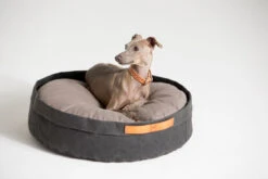 Coussin Pour Chat Et Chien Irvin (3 Couleurs) -Produits Chien Chat Magasin MG 0840