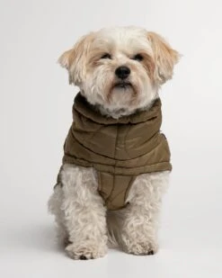 Doudoune Très Chaude Pour Chien -Produits Chien Chat Magasin MG 9311 1440x1800 70cf0f99 97bd 4550 9c67 7d66a2f5952b