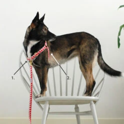 Harnais Anti-traction GOODWALK 9 Harnais Anti-traction GOODWALK -Produits Chien Chat Magasin MeasureGuide NonpullHarness