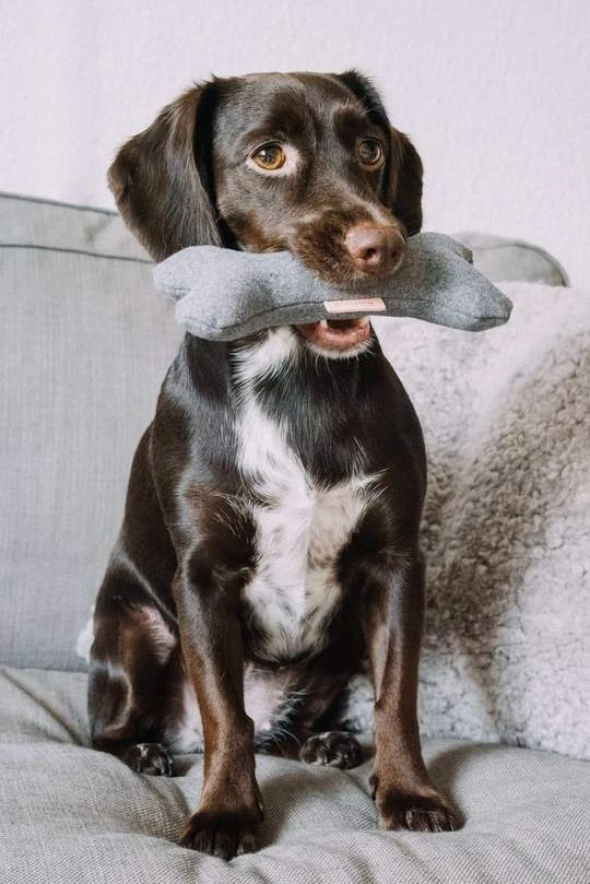 Jouet Pour Chien Os Qui Couine 4 Jouet Pour Chien Os Qui Couine – Image 2