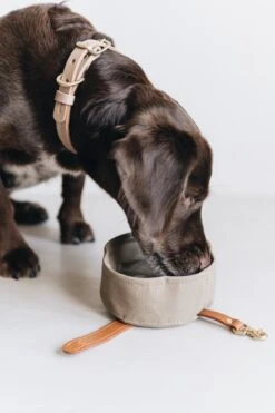 Bol De Voyage Pour Chien Pliable Melo Band & Roll -Produits Chien Chat Magasin Mikadrinkingoutofsmallmelo 720x 134807e9 0678 4b57 b045 51d809fa40e7