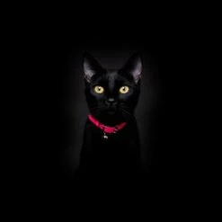 Collier Pour Chat Réfléchissant Lumino Lux 11 Collier Pour Chat Réfléchissant Lumino Lux -Produits Chien Chat Magasin NeonPinkReflectiveCatCollar Cheshire WainBlackCat 1800x1800 edd68a69 eedf 4197 ab98 79e707506f24